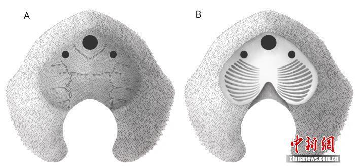  云南曲靖古鱼王国再现珍稀发现；4.19亿年前短耳鸮甲鱼惊现。 文化旅游