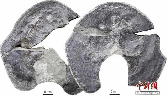  云南曲靖古鱼王国再现珍稀发现；4.19亿年前短耳鸮甲鱼惊现。 文化旅游
