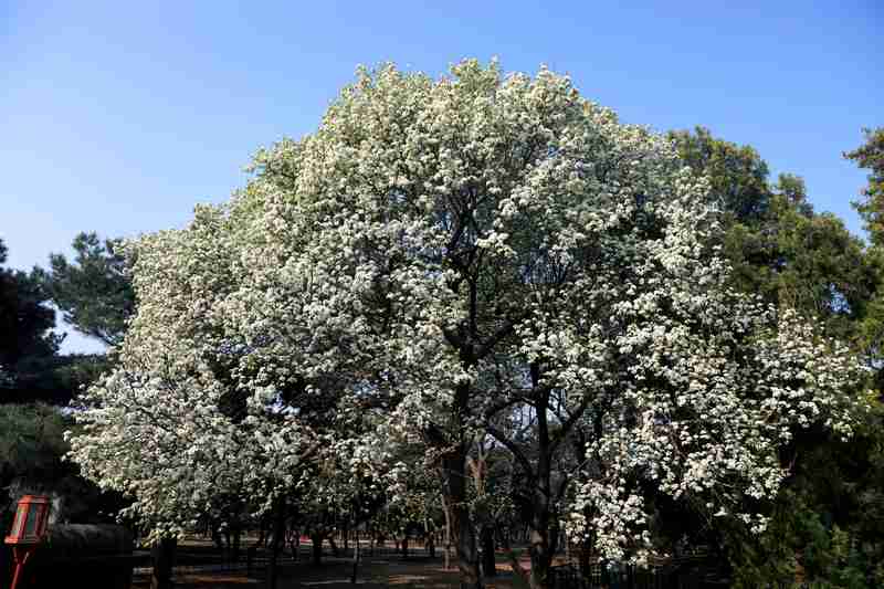  【植物学解密】天坛梨花只开花不结果？果树专家揭秘背后的生理机制 文化旅游