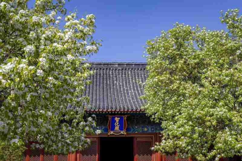  【植物学解密】天坛梨花只开花不结果？果树专家揭秘背后的生理机制 文化旅游